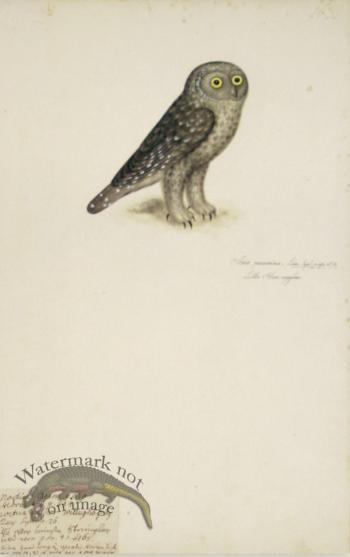 163 Swedish Birds . Strix passerina ? Eurasian Pygmy Owl
